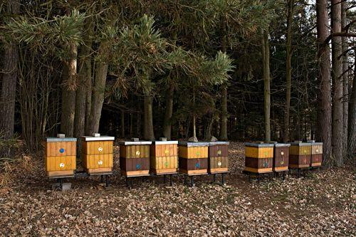 Черный медведь (барибал) из Америки - фото, что ест, где обитает