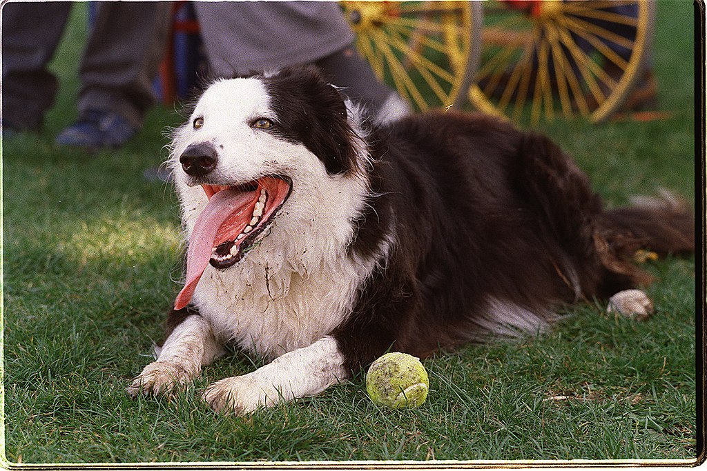 20 пастушьих пород собак