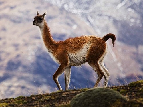 В какой стране встречается животное гуанако