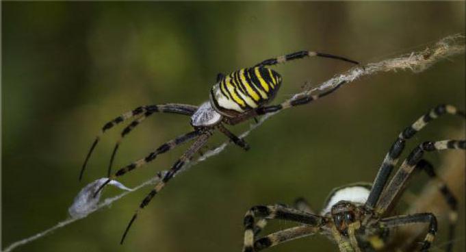 паук аргиопа брюнниха ядовитый или нет
