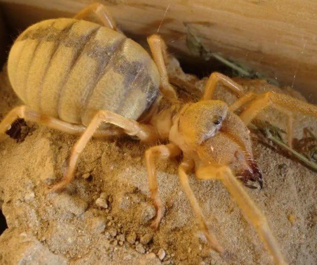 Паук фаланга (сольпуга): членистоногое, разрывающее своих жертв