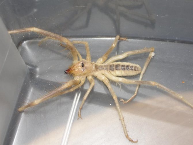 Паук фаланга