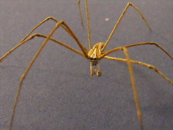 Паук-гладиатор