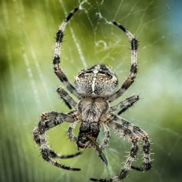 Паук-крестовик, фото