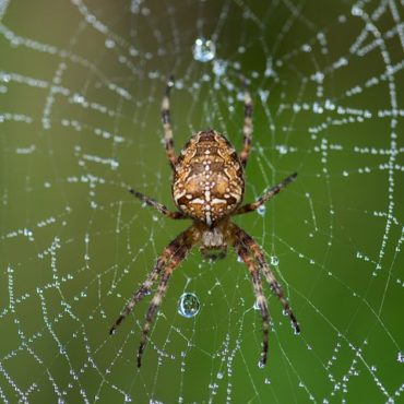 Паук-крестовик на паутине
