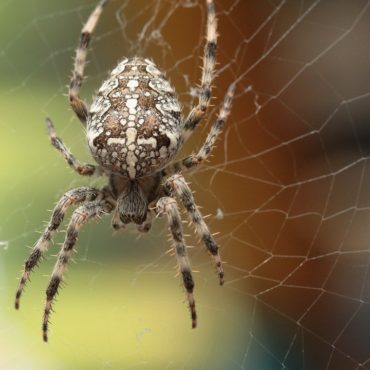 Паук-крестовик, внешний вид, фото