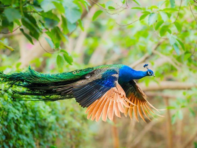 Белый павлин - белоснежный вестник