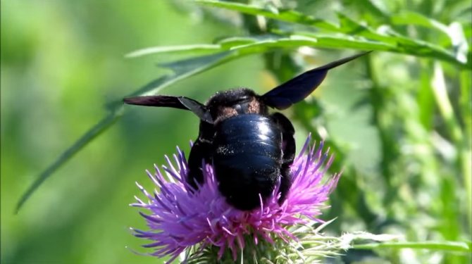 Пчела-плотник: как ее узнать и стоит ли ее бояться