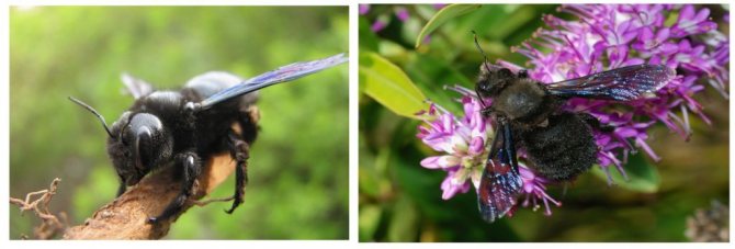 Пчела-плотник: как ее узнать и стоит ли ее бояться