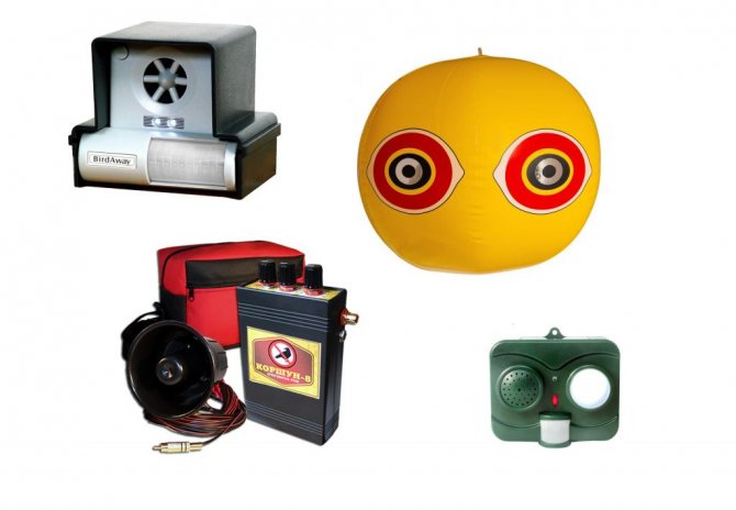 Пчела-плотник: как ее узнать и стоит ли ее бояться