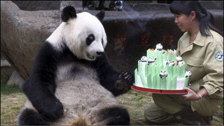 Зоологи помогают пандам