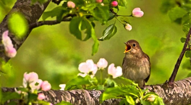 Песня соловья