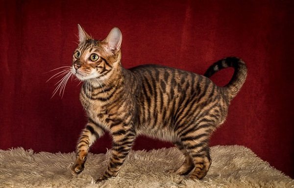 Перед прыжком