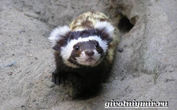 Перевязка, перегузна (Vormela peregusna): виды