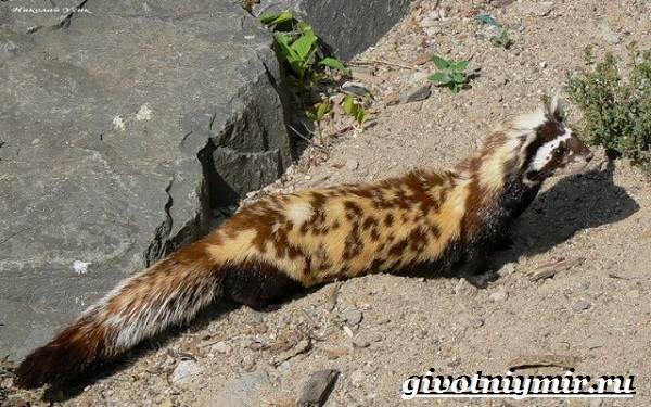 Перевязка, перегузна (Vormela peregusna): виды