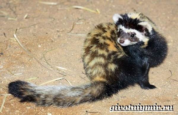 Перевязка, перегузна (Vormela peregusna): виды