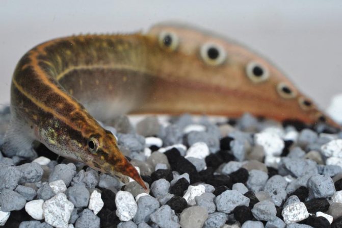 Глазчатый макрогнатус: как содержать в аквариуме