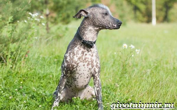 Перуанская-орхидея-инков-собака-Описание-и-особенности-перуанской-орхидеи-инков-10