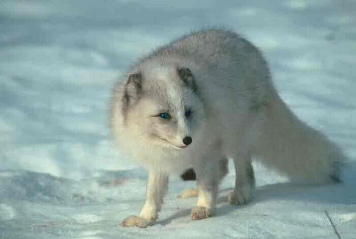 Чистка, разведение и содержание песца в домашних условиях