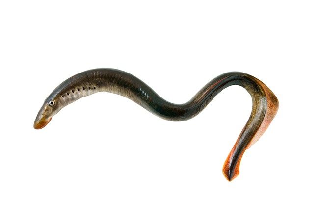 Пескоройка