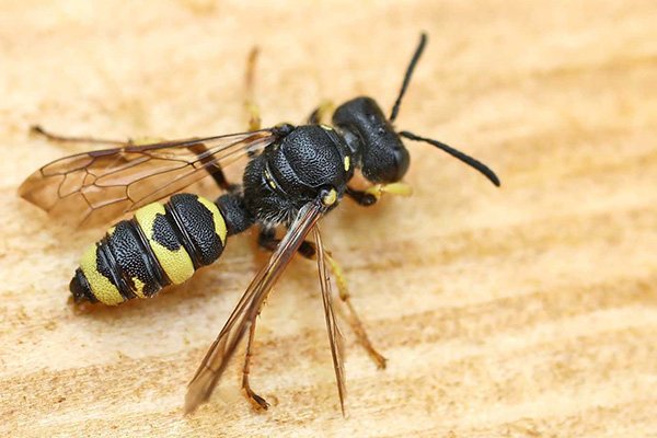 Песочная оса