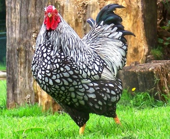 Петух стандарт