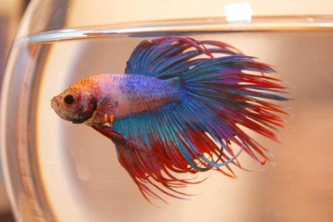 Апистограмма Рамирези: содержание, разведение