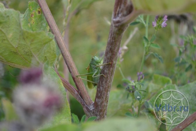 Поющий кузнечик (Tettigonia cantans)