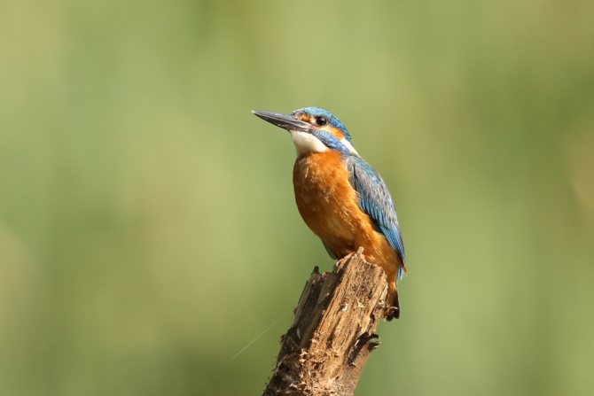 Птицы озёр: описания, названия, виды и особенности