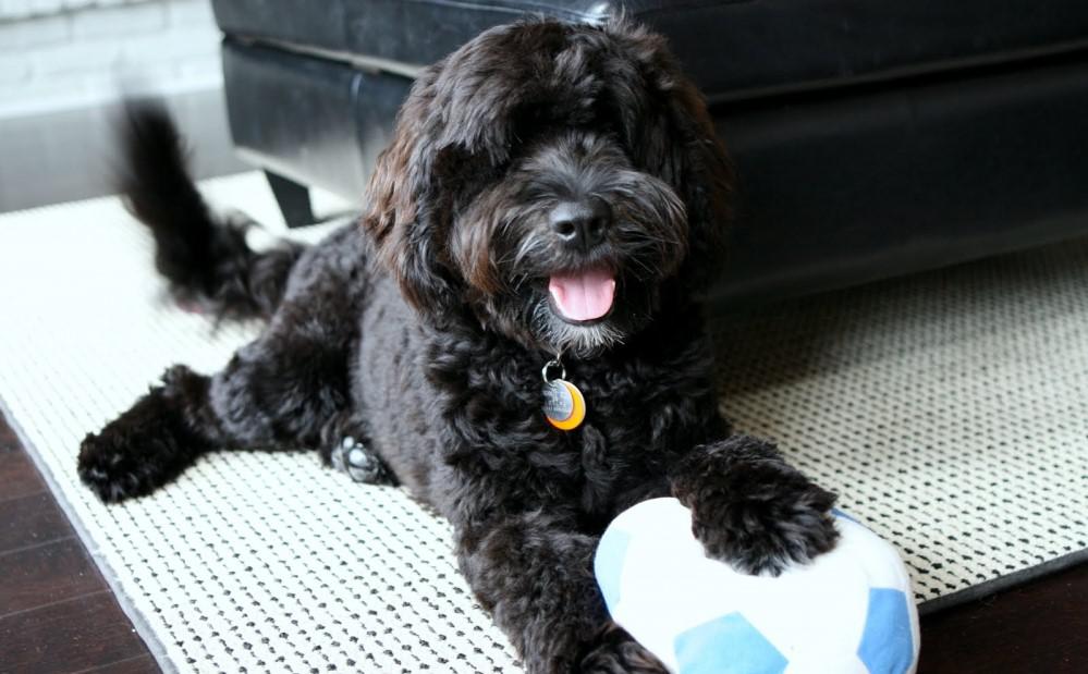 Португальская водяная собака — описание породы, нюансы ухода и воспитания собаки