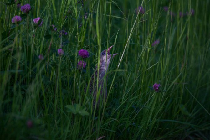 Коростель - описание, где обитает и как выглядит