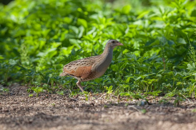 Коростель - описание, где обитает и как выглядит
