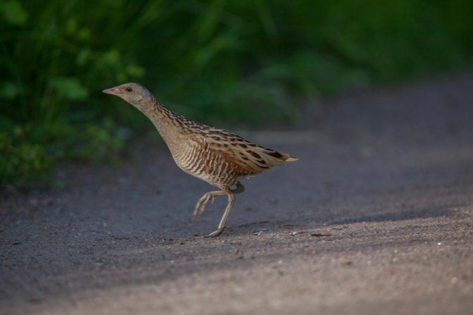 Коростель - описание, где обитает и как выглядит