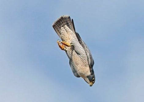 Ныряющий сапсан