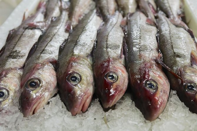 Рыба пикша – особенности поведения, тактика и снасти пригодные для ловли