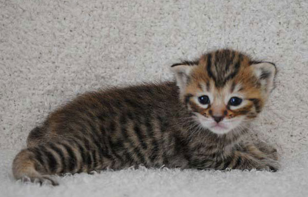 Котенок Пиксибоб