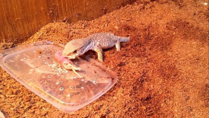 Пища для варанов варанов