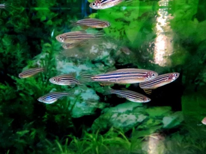 Совместимость Данио с другими рыбками: гуппи, барбусы, тернеции, петушки или скалярии, с кем уживаются в одном аквариуме лучше всего, стоит ли подсаживать креветок