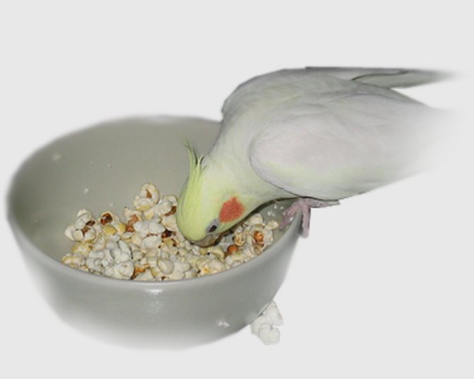 Сколько живут попугаи кореллы в домашних условиях