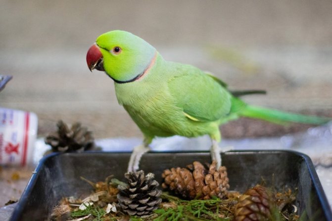 Питание ожерелового попугая