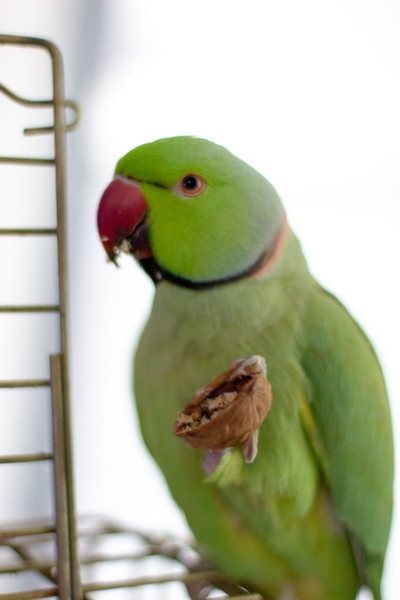 Питание ожерелового попугая