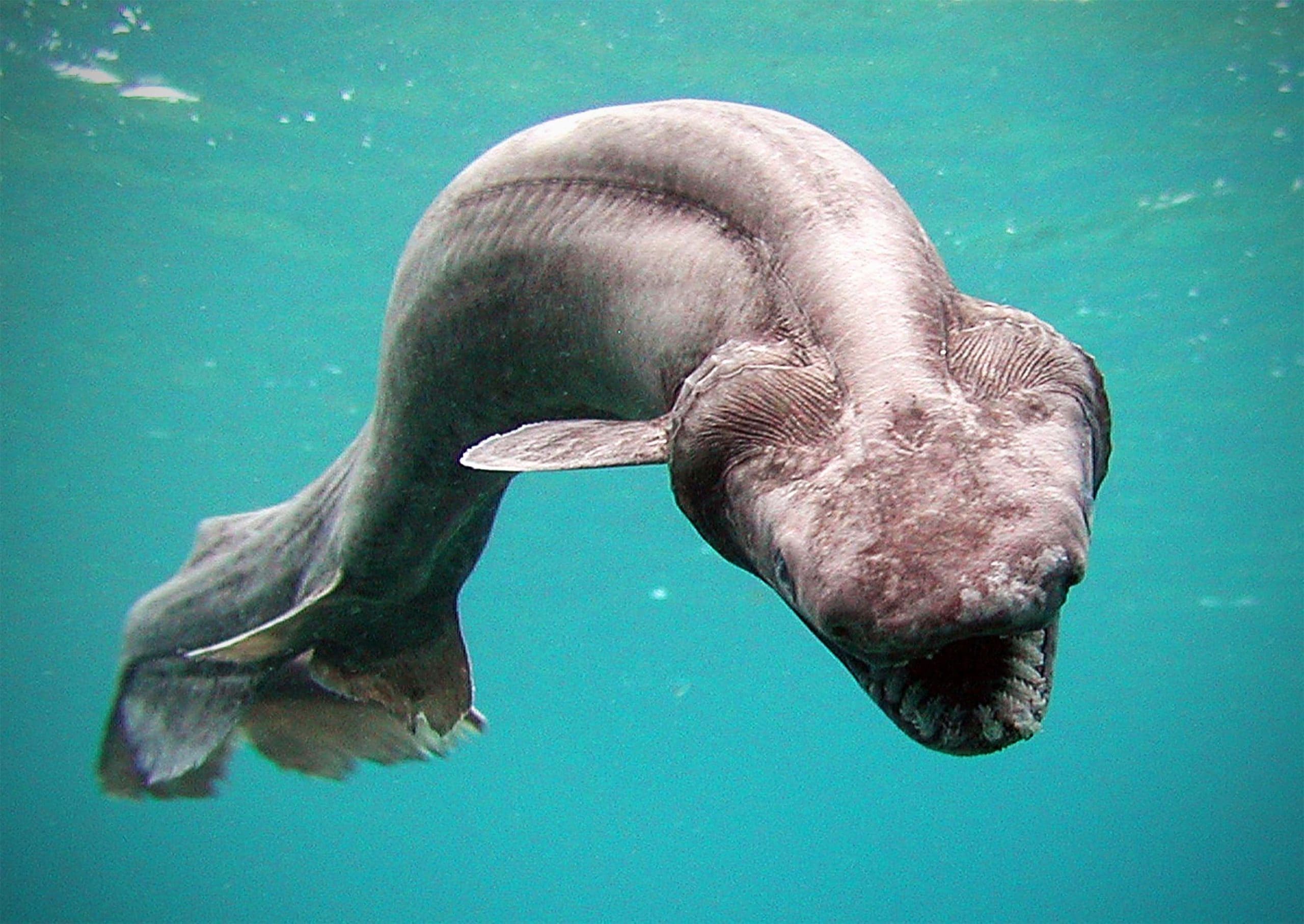 Плащеносная акула