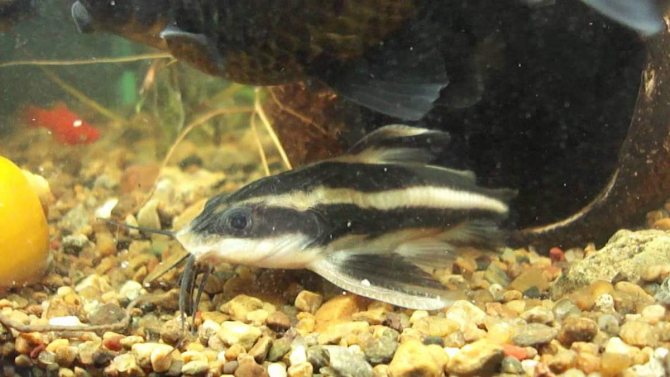 Полосатый платидорас – содержание, разведение, совместимость с другими