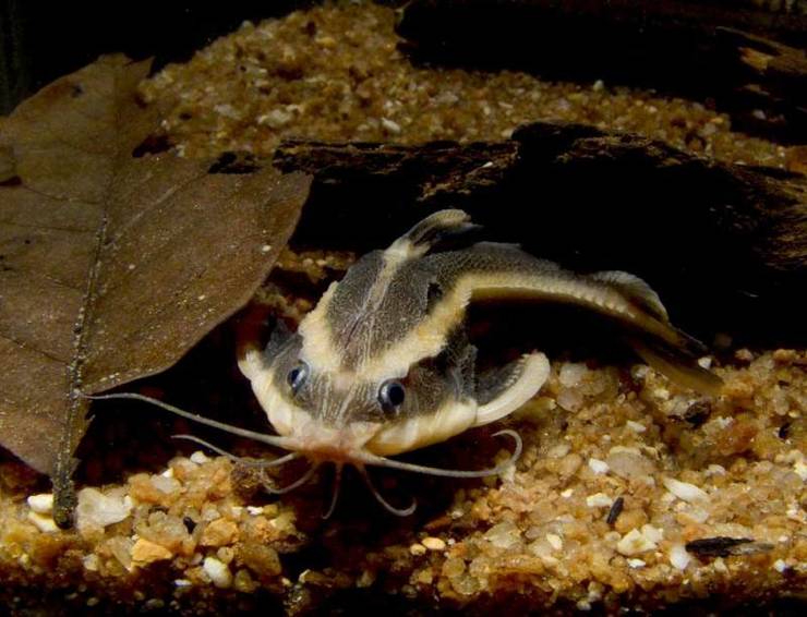 платидорас полосатый