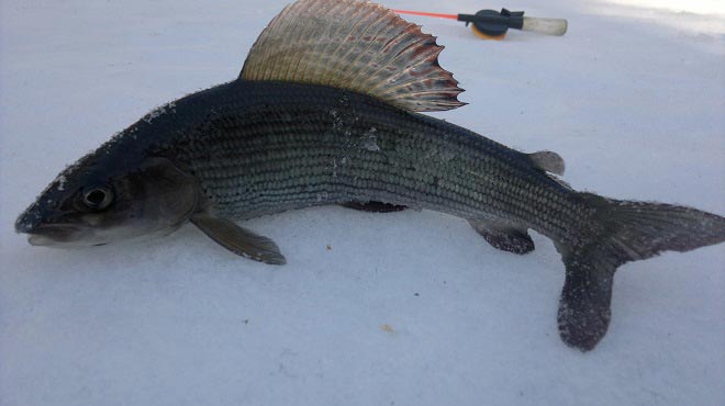 Плавник хариуса