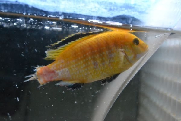 Плавниковая гниль у лабидохромисов