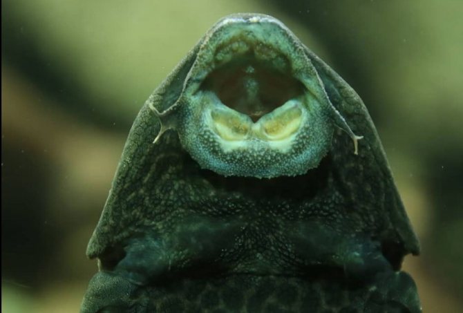 Плекостомус: содержание, уход, совместимость