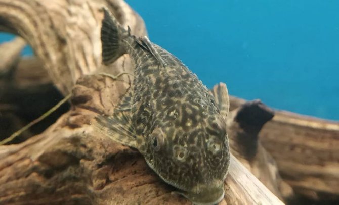 Плекостомус: содержание, уход, совместимость