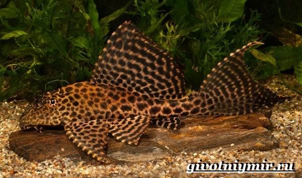 Плекостомус-рыба-Описание-особенности-содержание-и-цена-плекостомуса-1