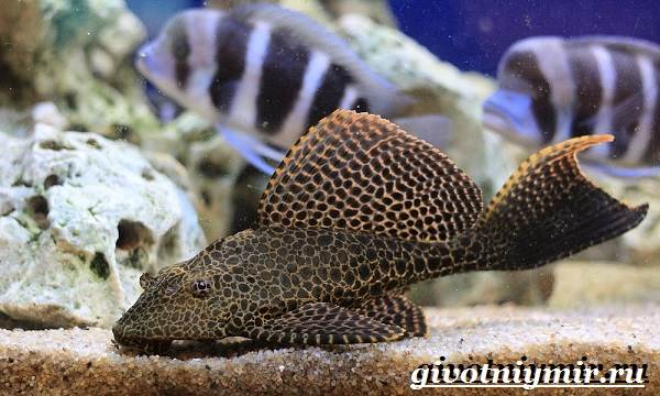 Плекостомус-рыба-Описание-особенности-содержание-и-цена-плекостомуса-3